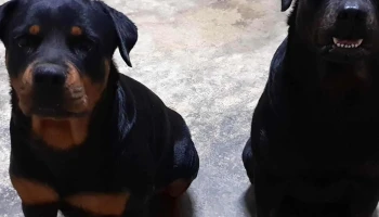Amazonvet - Iquitos