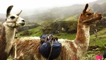 Llama trekking - Urubamba 08660