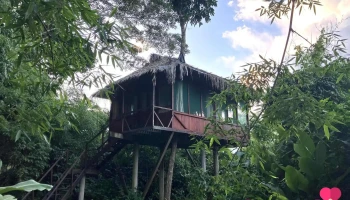 Manu Wildlife Peru - Treehouse Inn - 17700