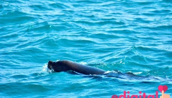 Oceanica Expeditions Peru - Malecon Organos