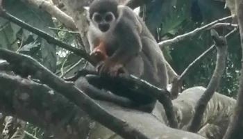 Pamacari Amazon Tours - Antonio Raimondi