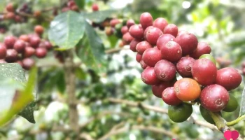 Parcela Los Pinos - San Ignacio 06845