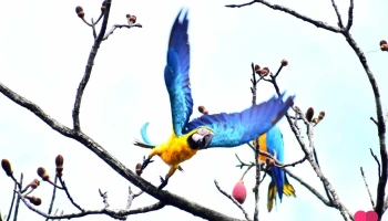 Peru Jungle Adventures. Iquitos Amazon Tours - Iquitos 16000