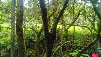 Quebrada Sacamayo - Chota 06120