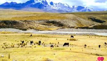 Recuay - Peru