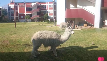 San Fernando - Arequipa 04001
