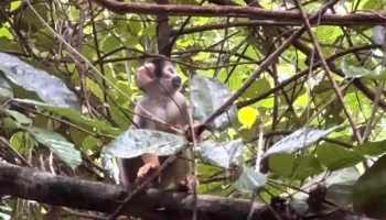Tambopata green - Puerto Maldonado 17001