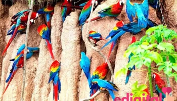 Tambopata Jungle Tours Peru - Puerto Maldonado 07001