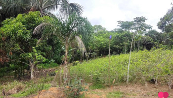 Venta de lotes - Tocache 22540