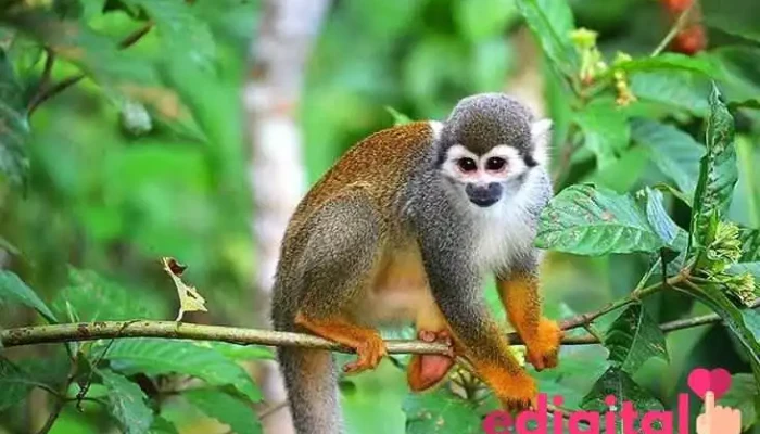 amazonian untamed jungle tours - San Juan