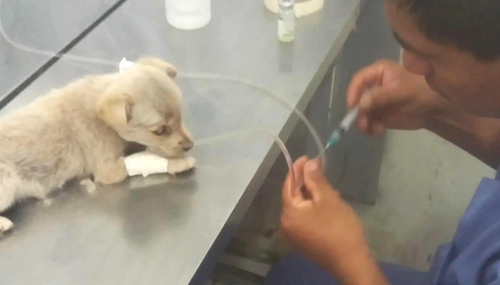 Amazonvet -  Horario - Iquitos