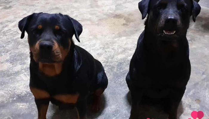 Amazonvet -  Perro - Iquitos