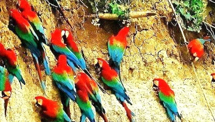 Amazonvet -  Ubicacion - Iquitos