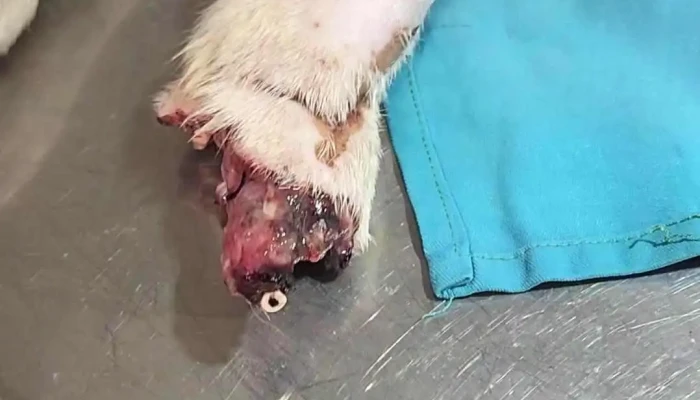 Amazonvet -  Videos - Iquitos