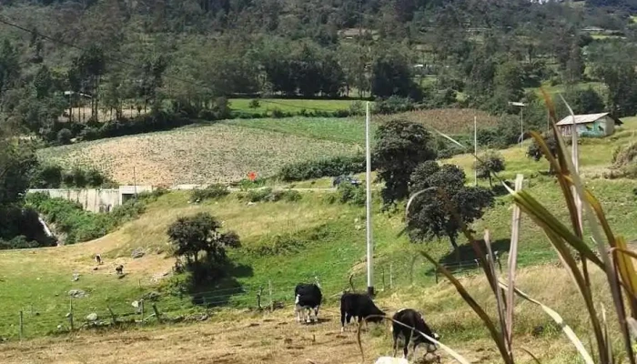 Camal Municipal - Cutervo 06700