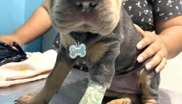 Centro Medico Veterinario Sullana Perro - José Leonardo Ortiz