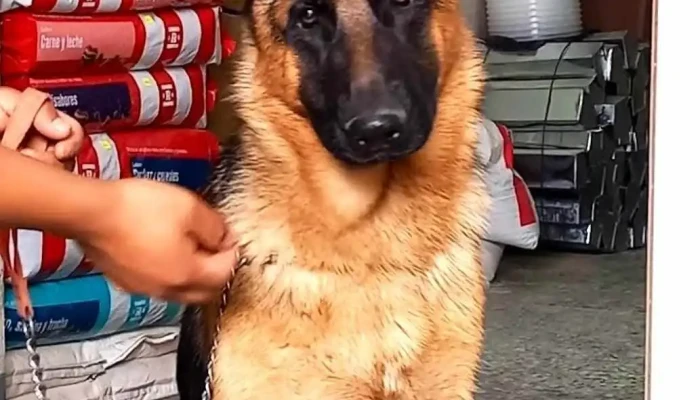 Clinica Veterinaria Alideca Puntaje - Huánuco