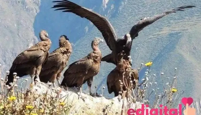 Collahua Tours Perú - Arequipa 04001