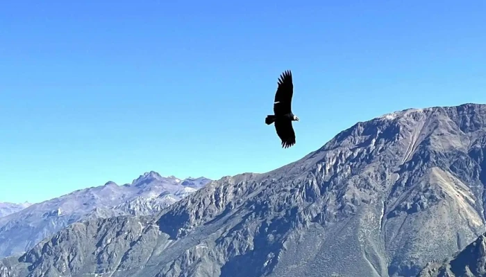 Cool Monkey Aqp - Arequipa 04001