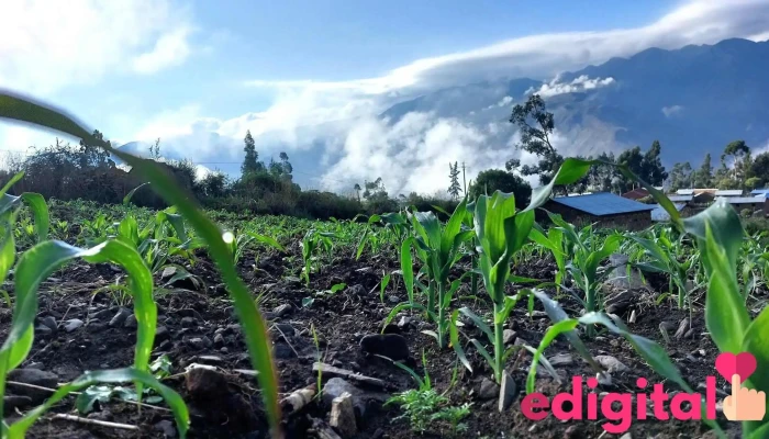 Cooperativa San Cristobal de Huamanga - Pampa Cangallo 05846