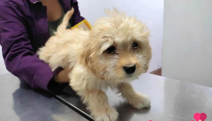Farmacia Veterinaria Pet Shop -  Perro - La Unión