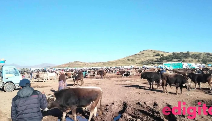 Feria de Ganados de Ilave - 21500