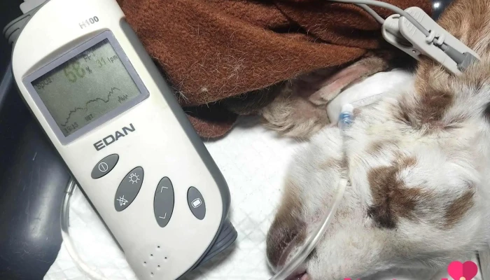 Hospital Veterinario Probivet -  Del Propietario - Juli