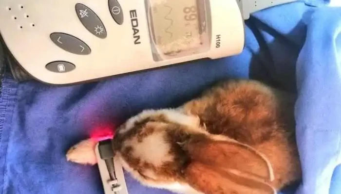 Hospital Veterinario Probivet - Juli