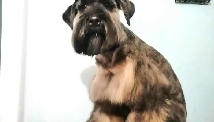 Hospital Veterinario Probivet -  Perro - Juli