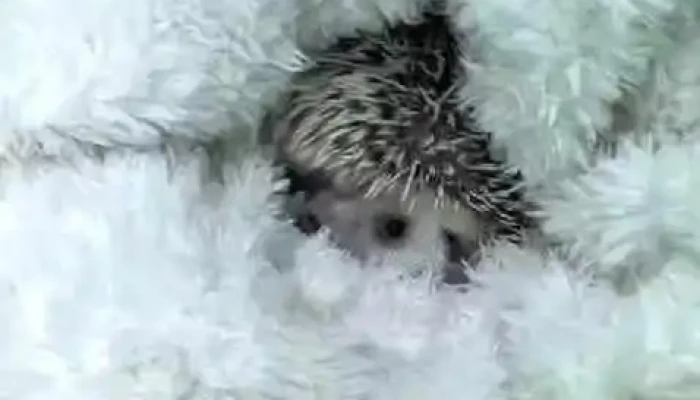 Hospital Veterinario Probivet -  Videos - Juli