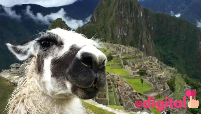 Jd Adventure Travel | Tours in Peru - Paracas 11550