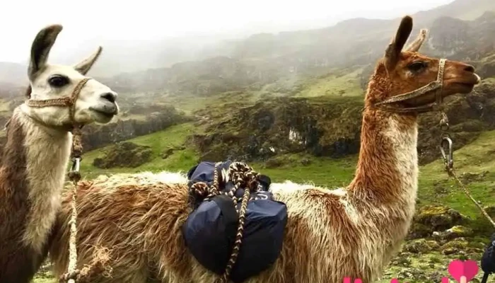 Llama trekking - Urubamba 08660