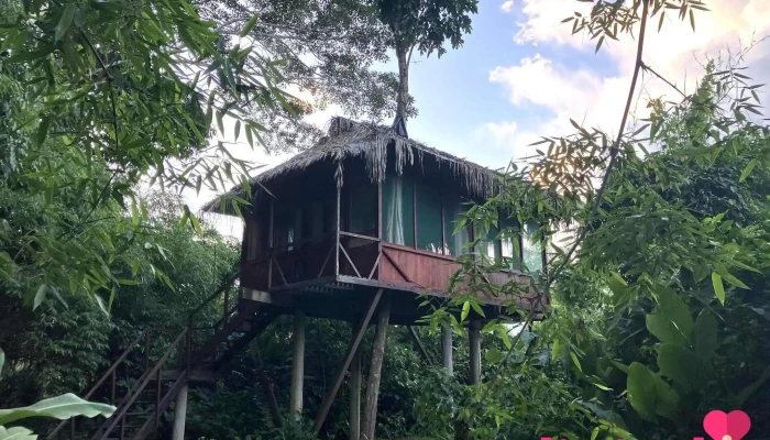 Manu Wildlife Peru - Treehouse Inn - 17700