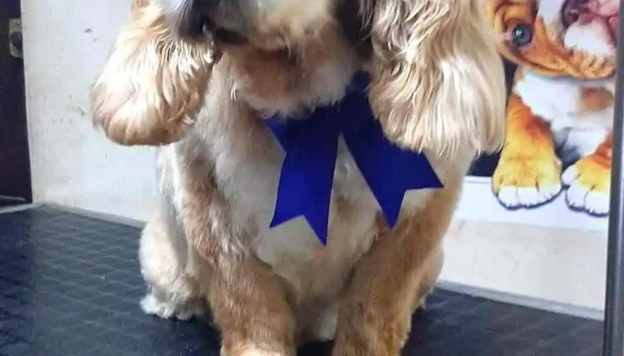 Pet Farm -  Perro - Trujillo