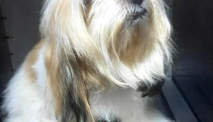 Pet Farm -  Sitio Web - Trujillo
