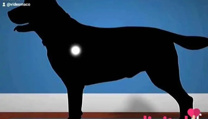 Pet Shop Mi Fiel Amigo -  Videos - Moyobamba