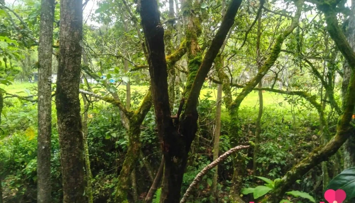 Quebrada Sacamayo - Chota 06120