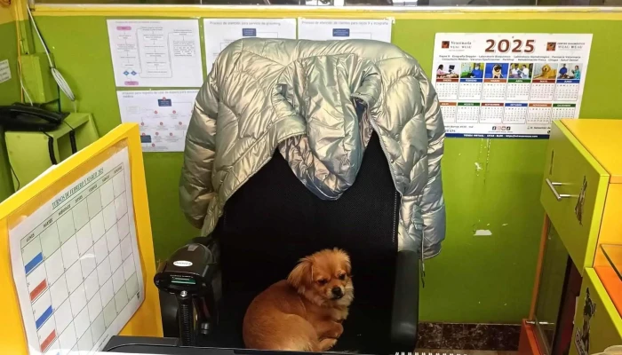 Veterinaria Wuau Wuau -  Descuentos - Independencia
